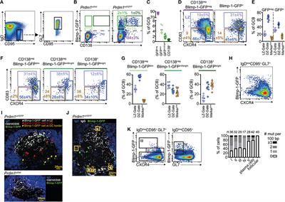 Expression of the Plasma Cell Transcriptional Regulator Blimp-1 by Dark Zone Germinal Center B Cells During Periods of Proliferation